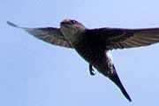Fork-tailed Swift (Apus pacificus)